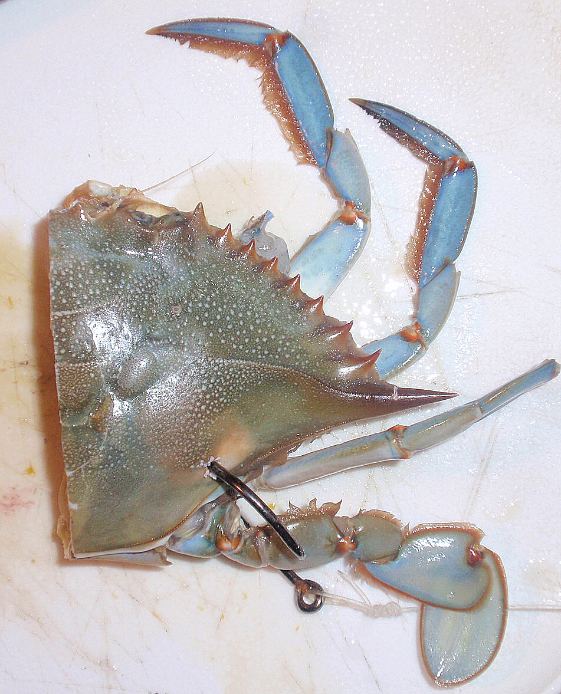 Rigging Half A Blue Crab