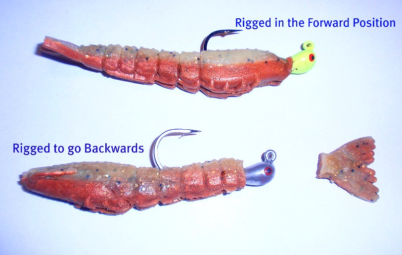 Shrimp naturally jump backwards; rig artificials to match that action