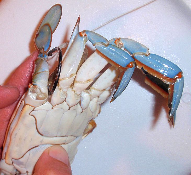 Rigging a Blue Crab