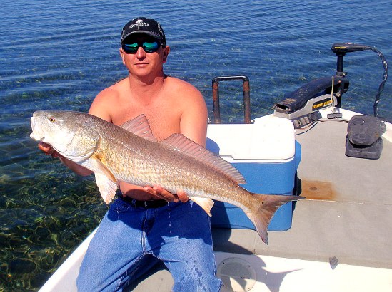 jeffs 33 inch redfish caught in fort desoto florida. Fishing in tampa bay